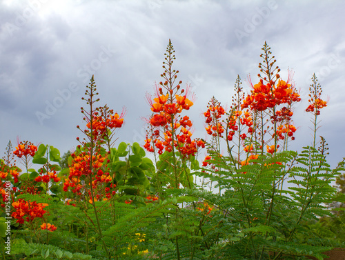 red bird of paradise flowers photo