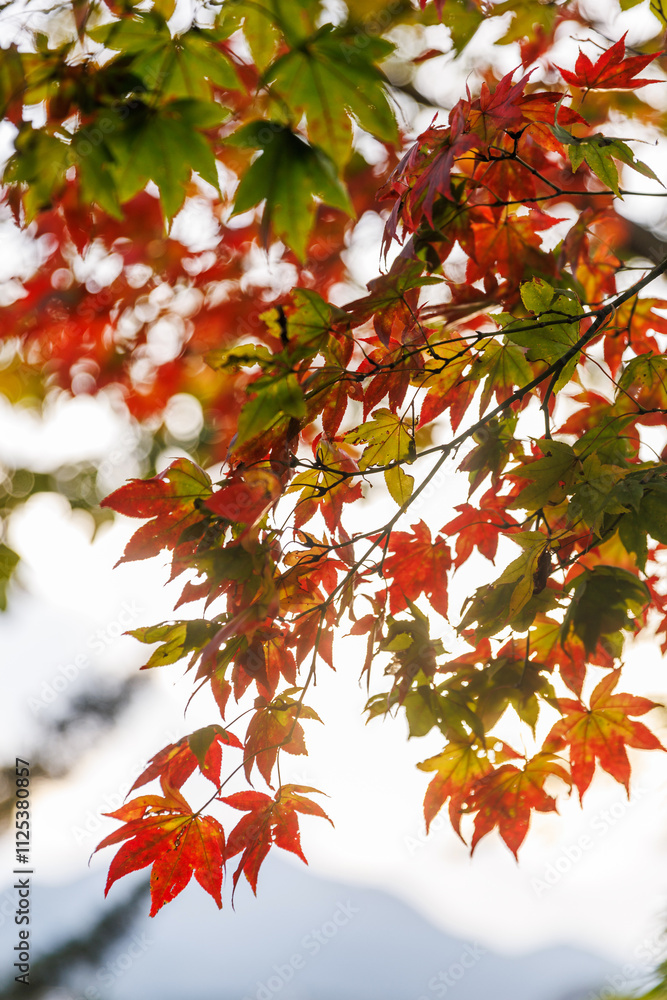 Red maple leaves in Japan, illuminated by warm sunlight. Red maple leaves in Japan, illuminated by warm sunlight.