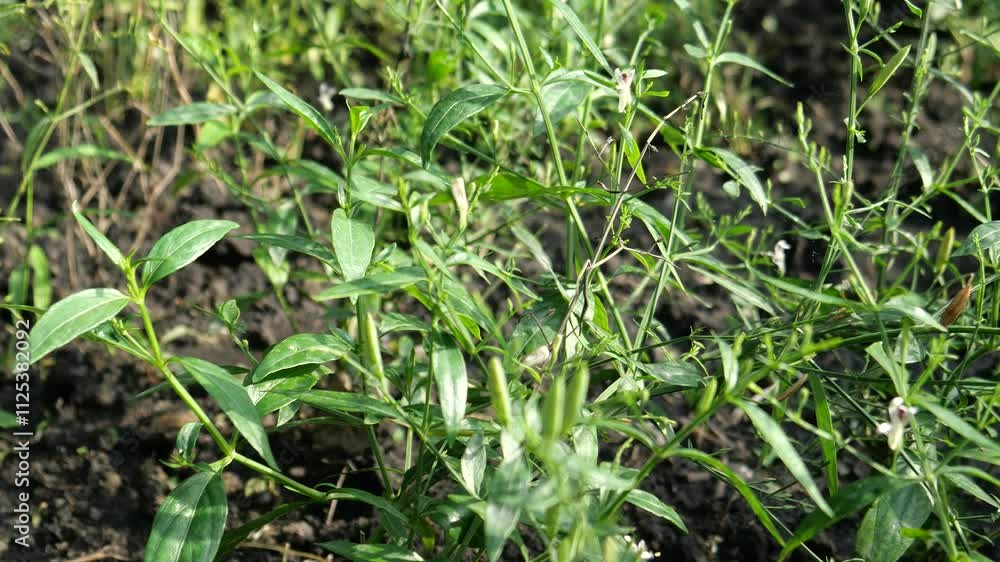 Medical plant of Andrographis paniculate Medical plant of Andrographis paniculate
