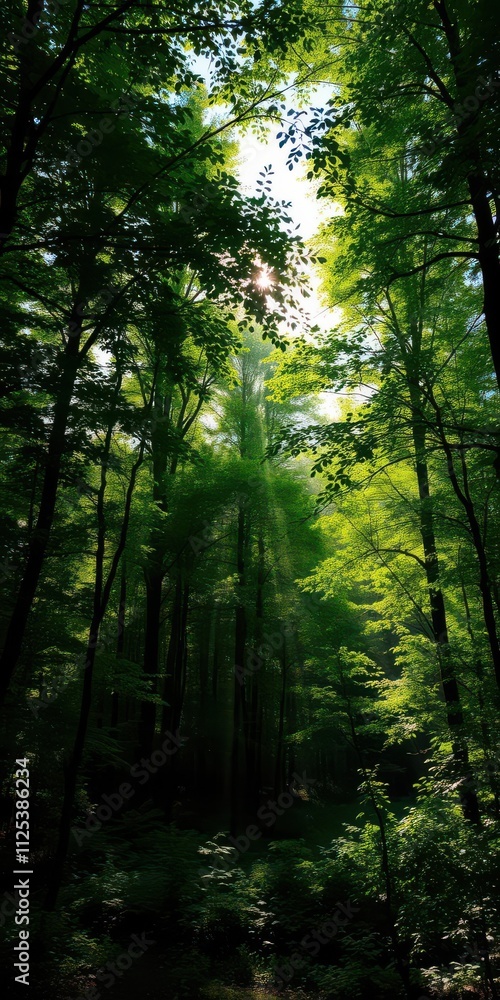 Naklejka premium Lush green forest in summer with sunbeams filtering through the trees, foliage