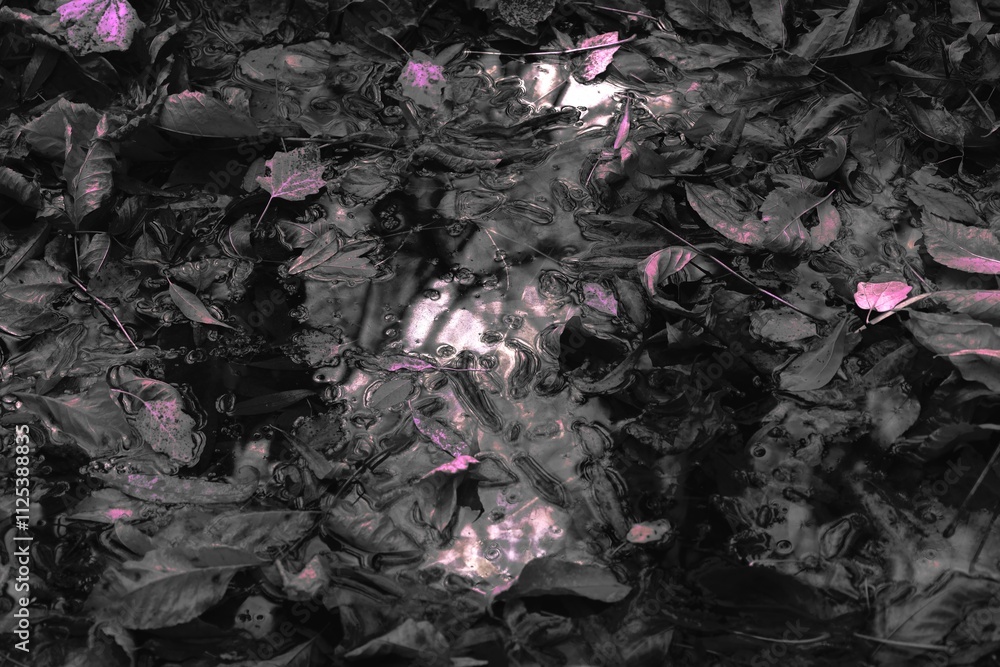 Autumn leaves abstract, Surreal autumn forest photography, Dark woods, black metal forest, autumn leaves colour Autumn leaves abstract, Surreal autumn forest photography, Dark woods, black metal forest, autumn leaves colour
