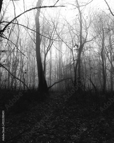 Surreal foggy morning in the woods , Atmospheric Black Metal forest, dark spooky nature, gloomy colours