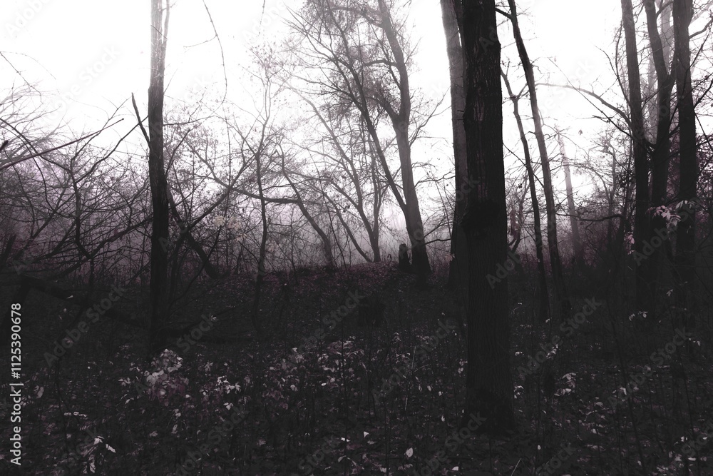 Obraz premium Creepy foggy morning in the woods , Atmospheric Black Metal forest, dark spooky nature, gloomy colours