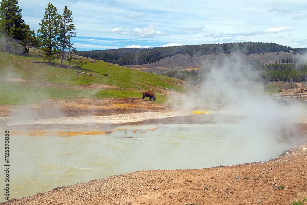 Bison Grazing By Thermal Pools Bison Grazing By Thermal Pools