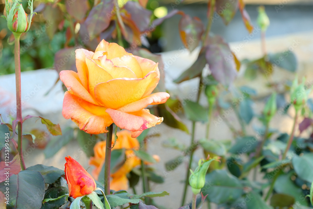 Beautiful yellow rose in a park Beautiful yellow rose in a park