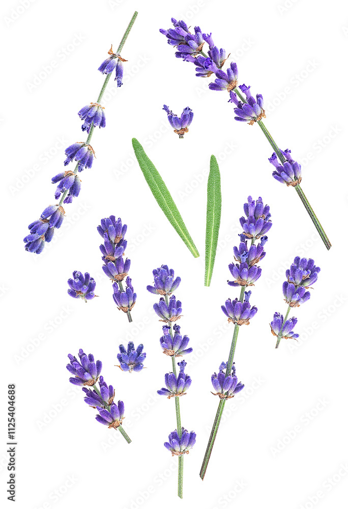 Fototapeta premium Lavender flower and green leaves isolated on a white background, top view.