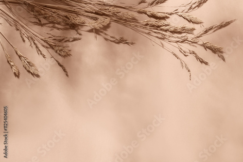 Beige background with dried plants