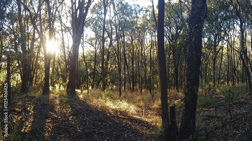 Golden rays of sunlight pierce through tall trees, casting dappled light on the forest floor. The tranquil setting evokes a sense of calm, inviting exploration and reflection