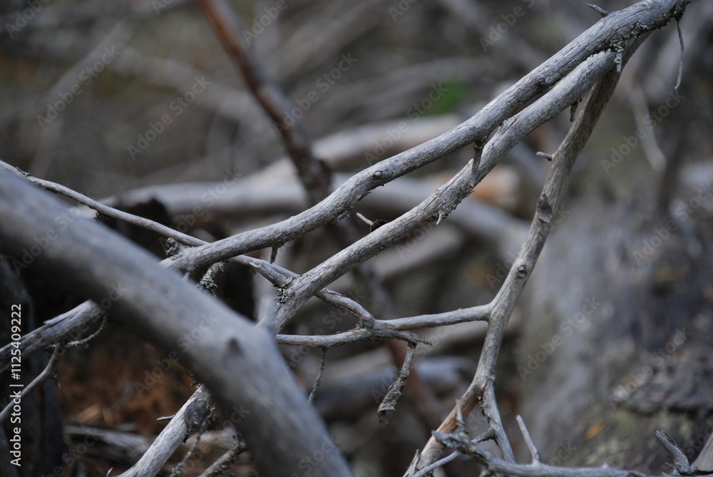 Branches of a fallen tree. A tall pine tree lies on the ground, blown over by the wind. Over time, the bark has fallen off the tree, its long trunk has turned black, and its branches have turned white Branches of a fallen tree. A tall pine tree lies on the ground, blown over by the wind. Over time, the bark has fallen off the tree, its long trunk has turned black, and its branches have turned white