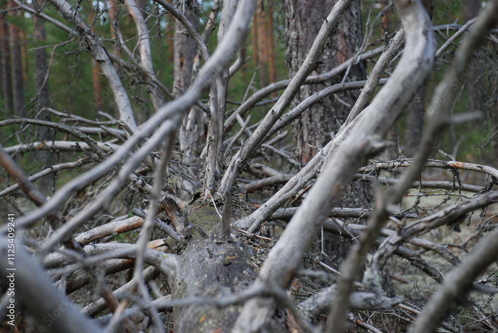 Branches of a fallen tree. A tall pine tree lies on the ground, blown over by the wind. Over time, the bark has fallen off the tree, its long trunk has turned black, and its branches have turned white Branches of a fallen tree. A tall pine tree lies on the ground, blown over by the wind. Over time, the bark has fallen off the tree, its long trunk has turned black, and its branches have turned white