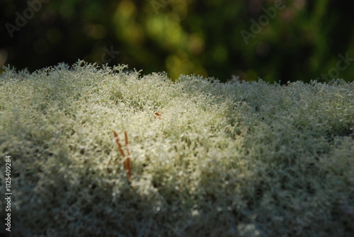 A moss-covered tree trunk. A tall pine tree was blown down by a strong wind in a coniferous forest. The fallen tree trunk turned black over time and was overgrown with light green moss. Heather around photo