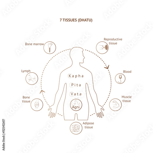 7 dhatu. Ayurvedic system of human body tissues poster design. Vata, pitta, kapha doshi. Indian alternative medicine. Infographic vector illustration of ayurveda.