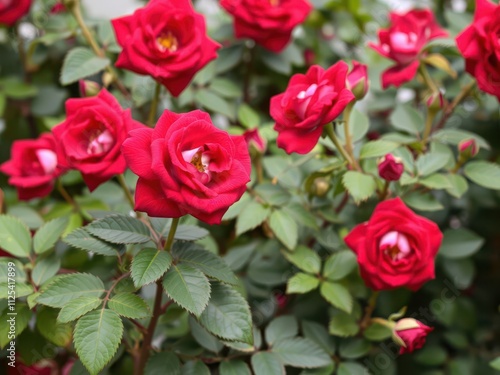 Beautiful background of vibrant red roses in full bloom with lush green leaves, leaves