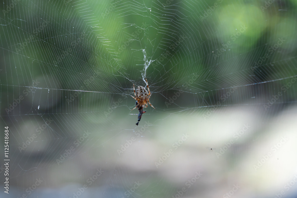 Brown spider with white cross on back sitting on web in forest close up. Poisonous female araneus diadematus caught insect in trap. European garden crowned orb weaver diadem spider. Arachnophobia. Brown spider with white cross on back sitting on web in forest close up. Poisonous female araneus diadematus caught insect in trap. European garden crowned orb weaver diadem spider. Arachnophobia.