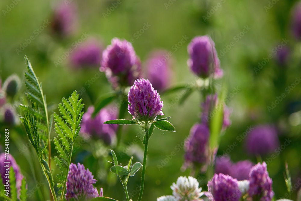 Obraz premium Pink clover flowers in a meadow in summer