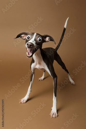 A playful and excited Whippet isolated on a brown background, with wide eyes and a tail raised in excitement. photo