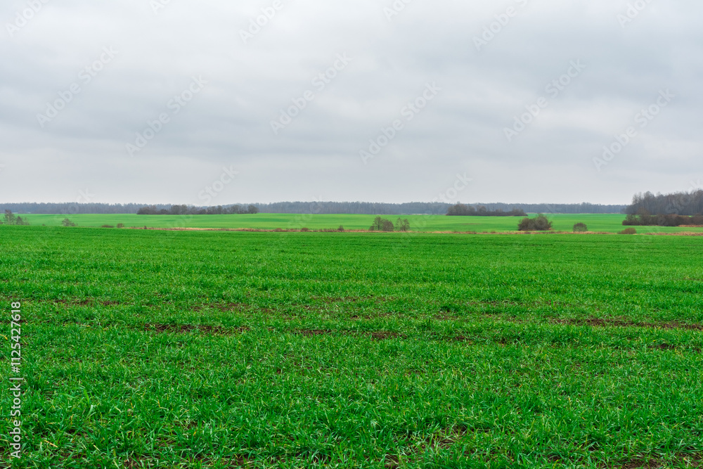 A vast green agricultural field stretches under a grey, overcast sky. The field is covered with short green grass. In the distance, a line of trees stretches across the horizon. Late autumn landscape. A vast green agricultural field stretches under a grey, overcast sky. The field is covered with short green grass. In the distance, a line of trees stretches across the horizon. Late autumn landscape.