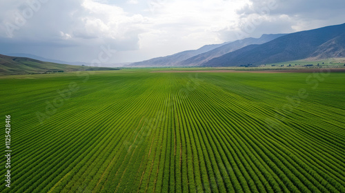 Fertile plains with alternating rows of crops, a peaceful and organized landscape