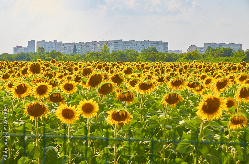 Obraz premium big field of yellow sunflowers