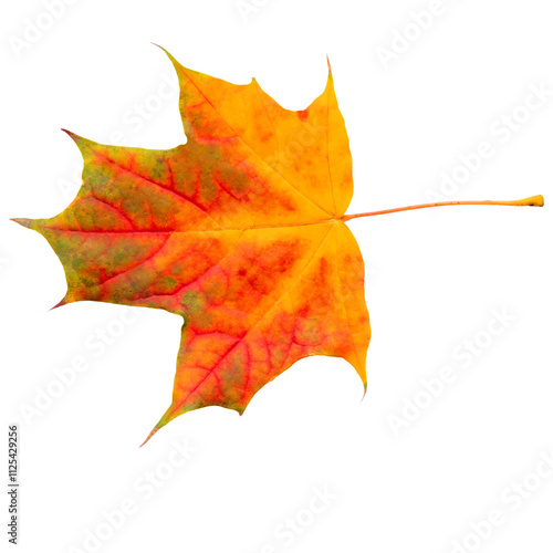 Lonely dry autumn leaf.