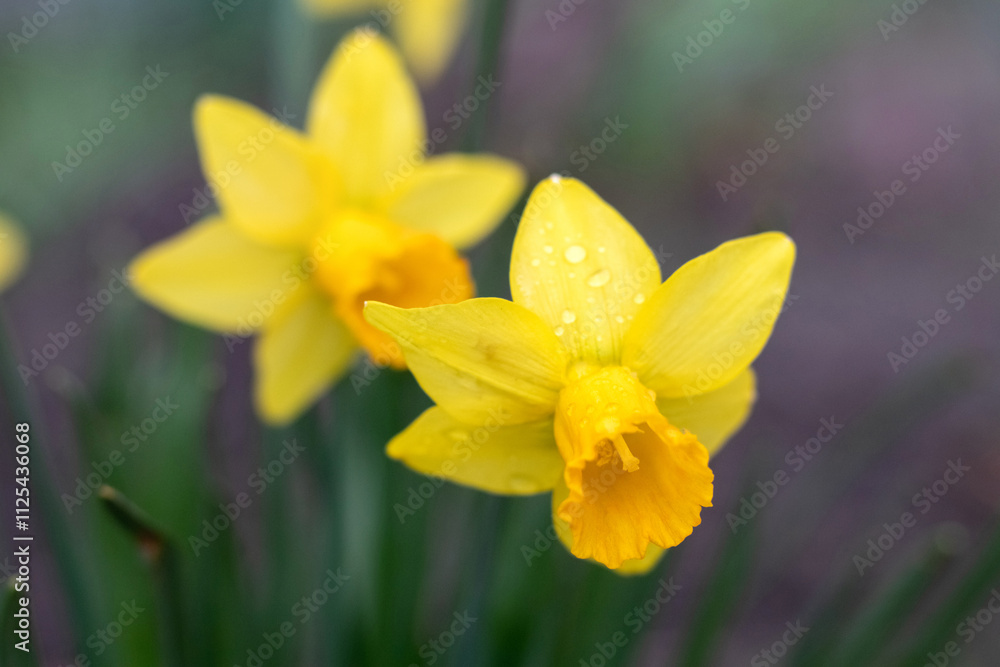 yellow daffodils in the garden close-up on a blurred background yellow daffodils in the garden close-up on a blurred background
