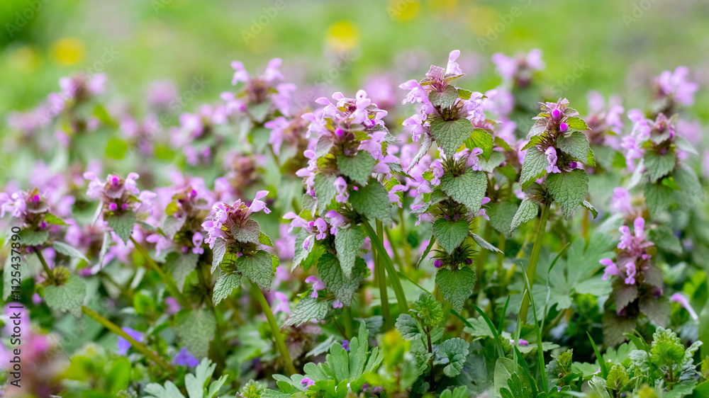 Nettle blossoms, pink nettle flowers on a blurred background in spring Nettle blossoms, pink nettle flowers on a blurred background in spring