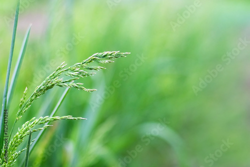 spring or summer background with grass stems on a blurred background, grass stems with seeds photo