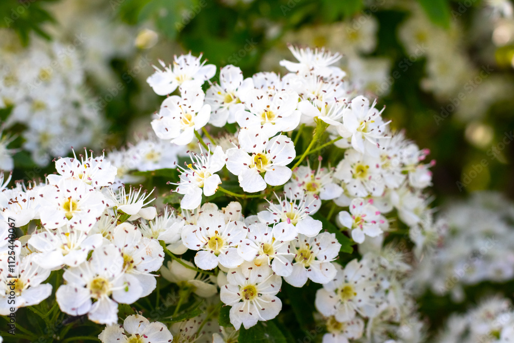 hawthorn blossom, hawthorn bush with white flowers hawthorn blossom, hawthorn bush with white flowers