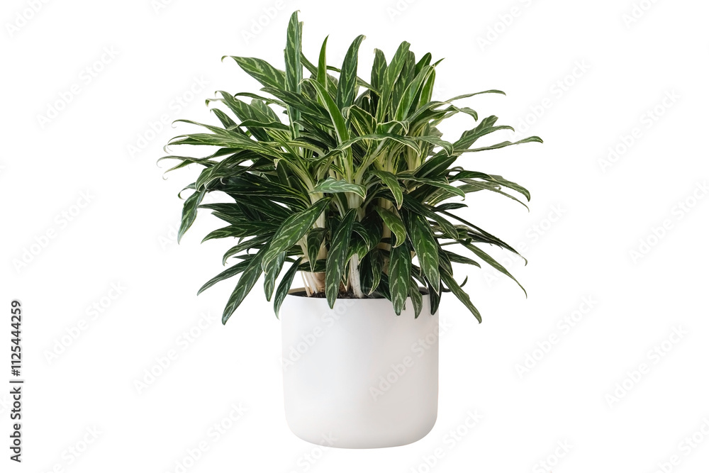 Aglaonema zebra flower. Flower pot on a white background. The picture can be used to complement pictures with interior designs. Aglaonema zebra flower. Flower pot on a white background. The picture can be used to complement pictures with interior designs.