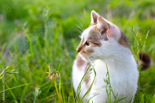 white spotted cat in the garden on the grass looking away