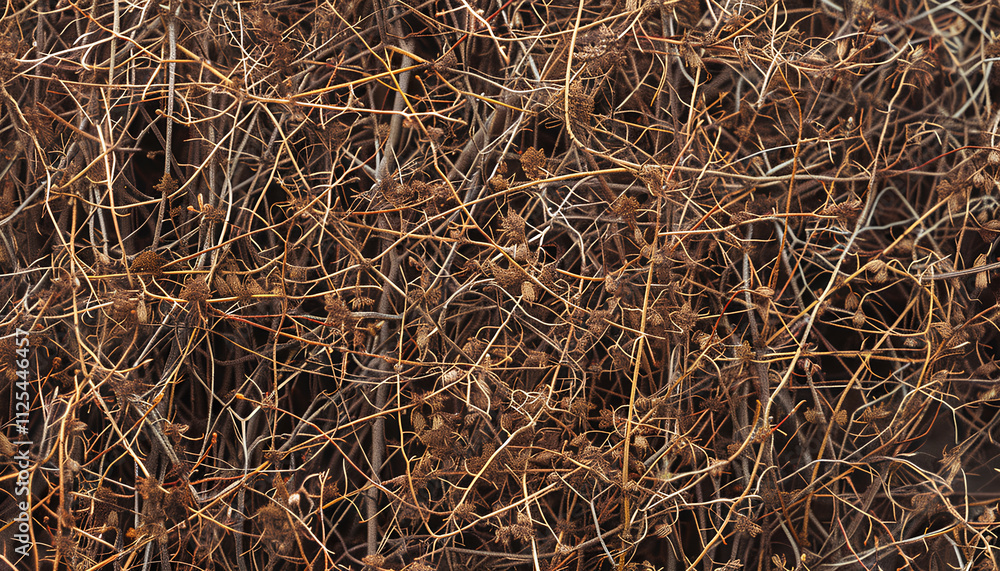 Closeup view of bush with bare twigs outdoors Closeup view of bush with bare twigs outdoors