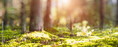Summer forest panorama