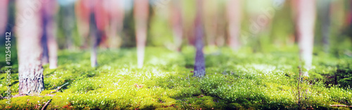 Summer forest panorama