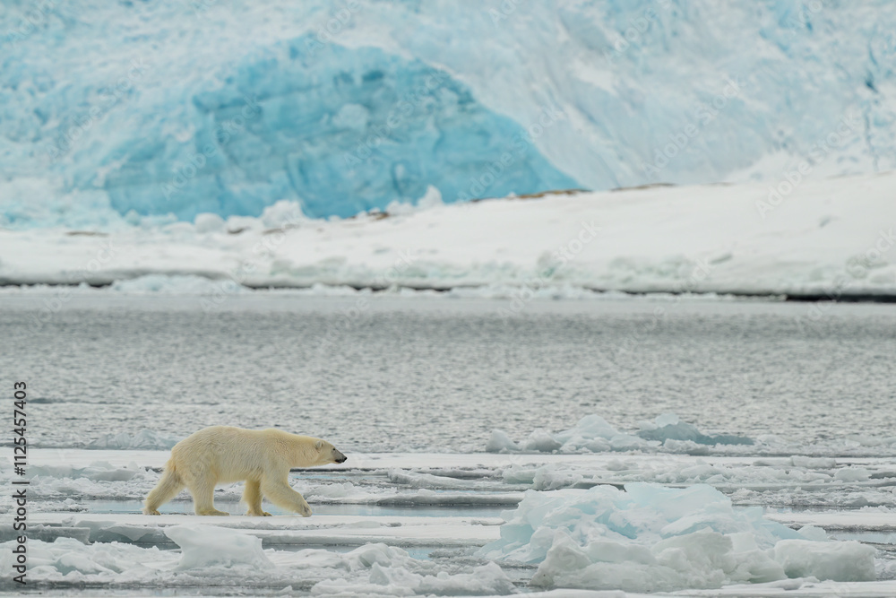 Male polar bear (Ursus maritimus) on ice