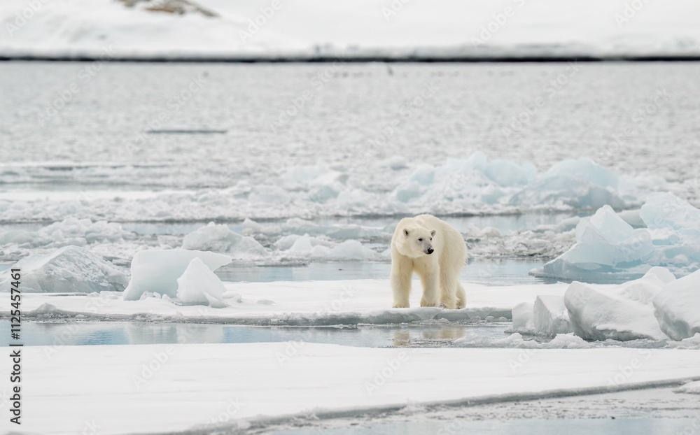 Male polar bear (Ursus maritimus) on ice