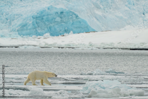 Obraz na płótnie Male polar bear (Ursus maritimus) on ice w salonie