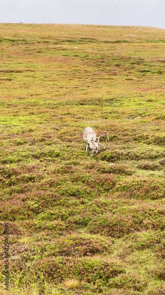 Reindeer is grazing alone on a green hill in Nordkapp, Norway Reindeer is grazing alone on a green hill in Nordkapp, Norway
