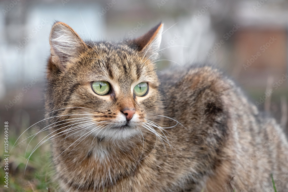 brown tabby cat with green eyes sitting in the garden on the grass brown tabby cat with green eyes sitting in the garden on the grass