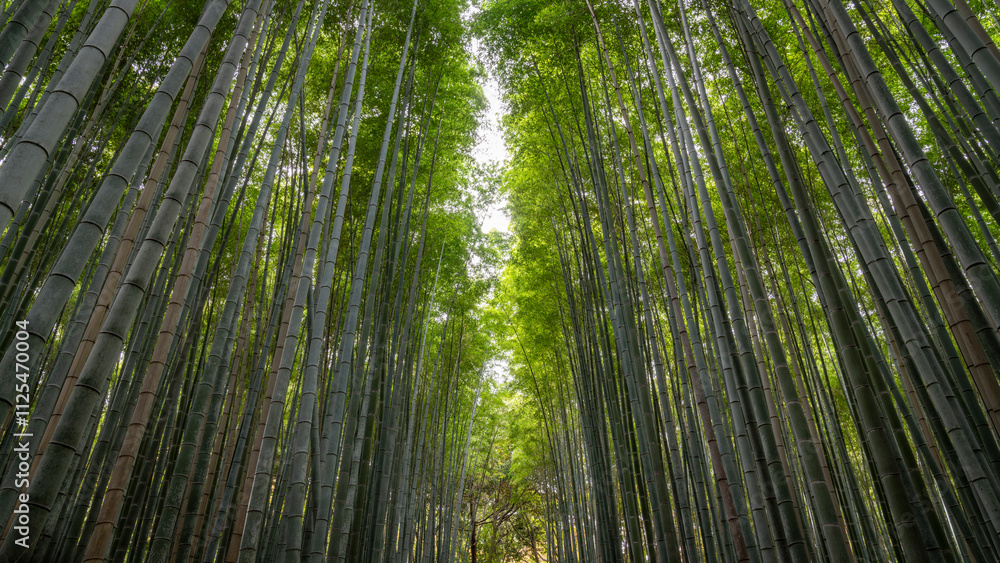 Kyoto bamboo forest 