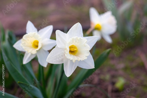 white daffodils close-up in the garden on a blurred background