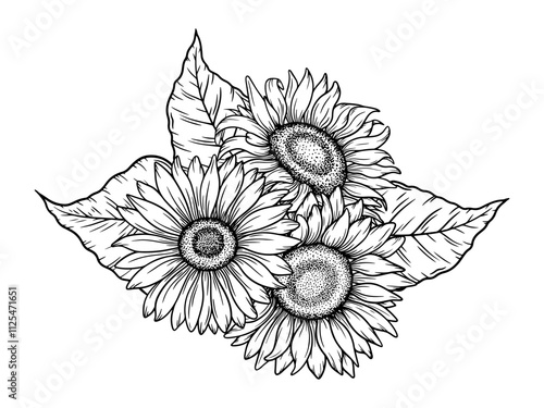Vector sunflowers illustration, line art floral composition. Graphic monochrome drawing. Hand drawn flowers outline sketch, engraved illustration. Design element for coloring book page, tattoo, logo.
