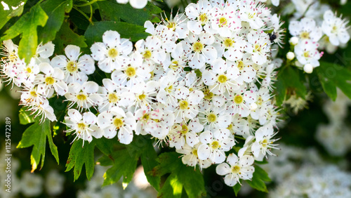 hawthorn blossom, hawthorn bush with white flowers photo