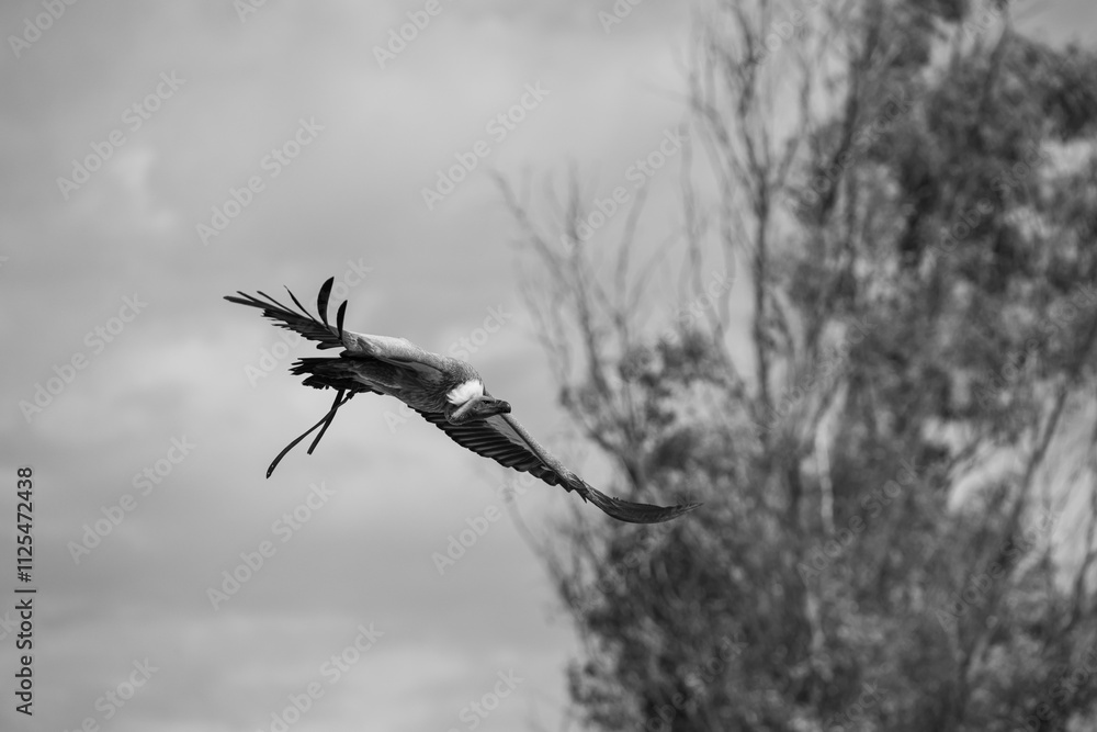 Obraz premium photographs of African vultures in their natural habitat in the middle of nature