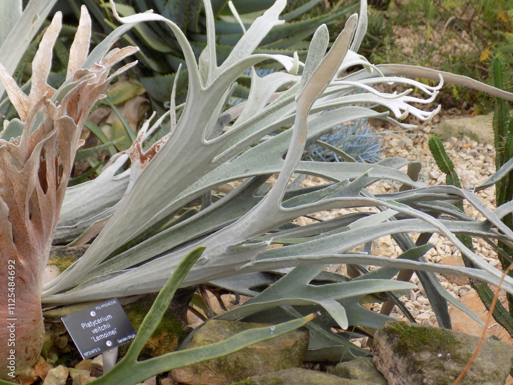 Obraz premium Stags horn fern in botanic garden 