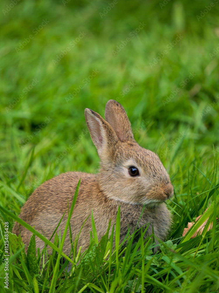 A Wild Rabbit Feeding on Grass A Wild Rabbit Feeding on Grass