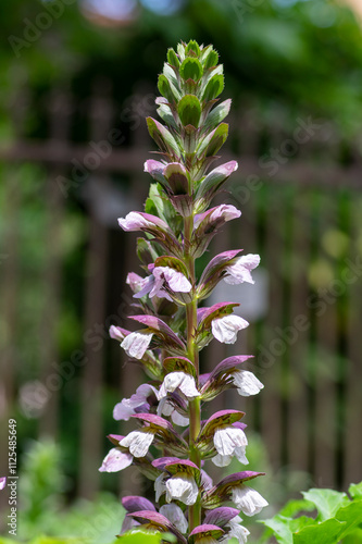 Acanthus hungaricus tall flowering plant, herbaceous purple white green flowers in bloom photo