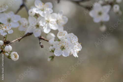 Prunus domestica italica greengages plums tree in bloom, beautiful rich flowering branches in springtime photo