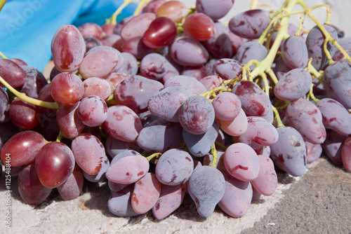 Harvesting. Ripe bunches of pink grapes. 