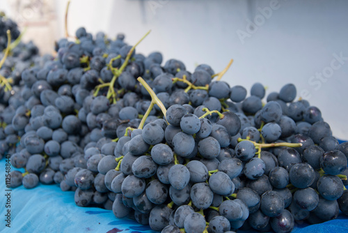 Harvesting. Ripe bunches of dark grapes.