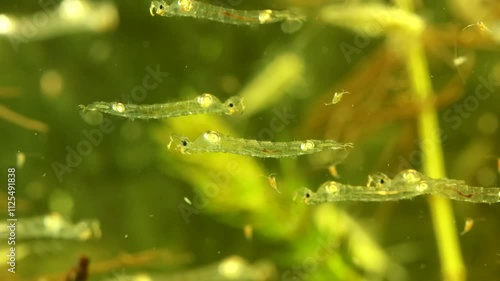 Phantom Midge larvae (Chaoborus sp.) underwater in a pond, drifting slowly and hunting, wide view with several subjects visible and copepods milling about. photo